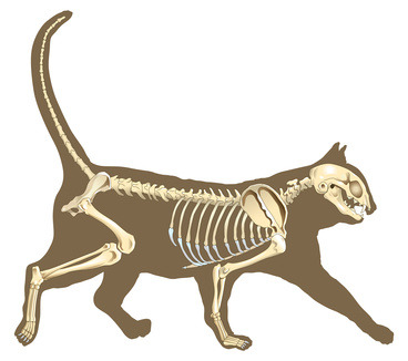 Orthopädie Katzen