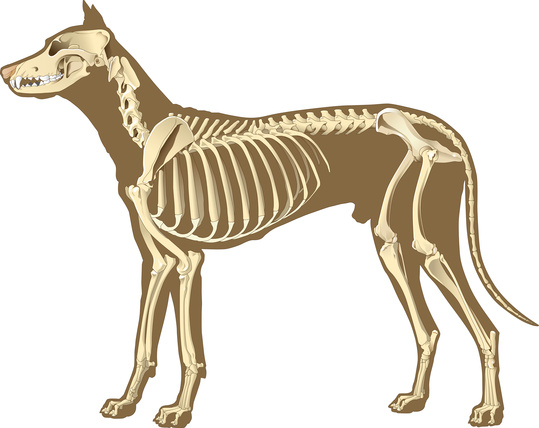 Orthopädie Hunde